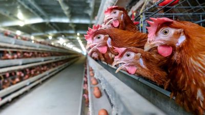 Hurry The Buk Buk Buk Up: Australia Will Phase Out Battery-Farmed Eggs But Not Until 2036