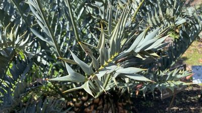 Botanist fights to save cycads, the 'dinosaur' plants threatened by land clearing and zealous collectors