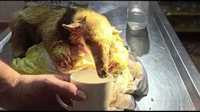 Anteater rescued from wildfires ravaging protected areas in Bolivia