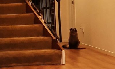 Seal breaks into New Zealand home, traumatises cat and hangs out on couch