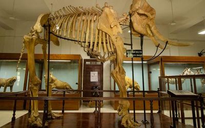 New Malayalam documentary on ‘the tallest elephant to have lived in Asia’