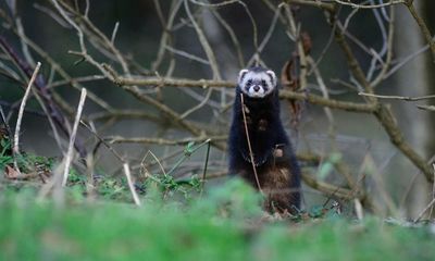 Country diary: The murderous wails of polecats in high summer