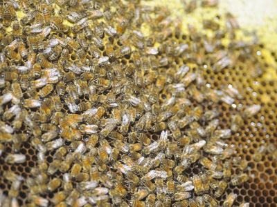 NSW beekeepers get funds after mite fight