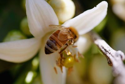 $100 Bonus For Beekeeping Newbies In Austrian Town