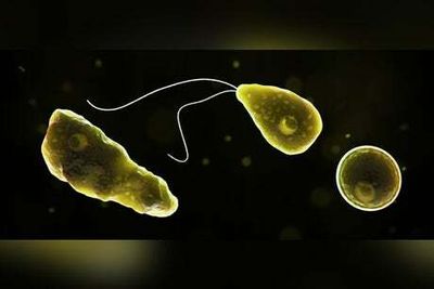 How to avoid Naegleria fowleri, the brain-eating amoeba that killed a Nebraska child