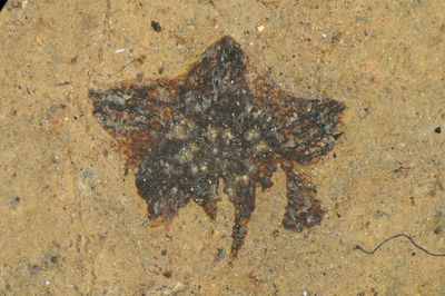 Ancient Pollen Found In Fossilized Beetle In Germany