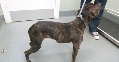 Starving dog left home alone for weeks 'ate her own faeces to survive'