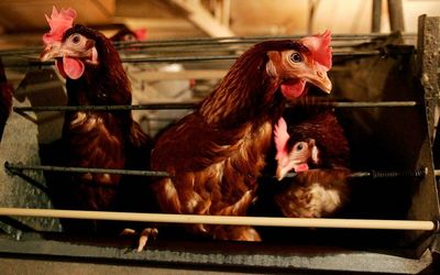 New battery hen rules have Australia’s egg industry facing a massive shake-up