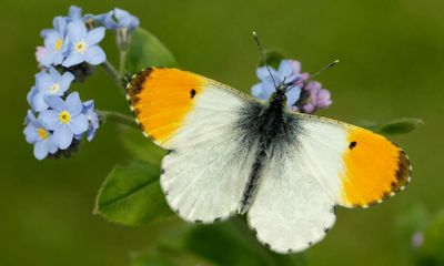 Scotland’s butterflies flourishing in hotter summers