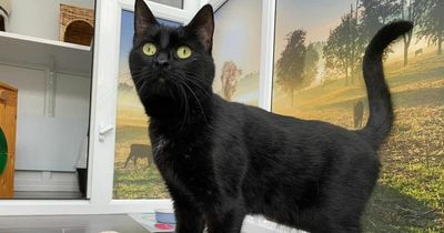 Searches for cat after it escaped from Eastwood cattery in 'devastating accident'