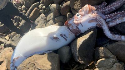 Monster Squid Comes Ashore