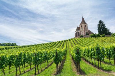 Five underrated French wines – and the overrated to avoid