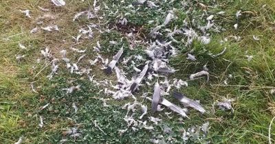 Kids 'burst into tears' as dead birds fall onto path