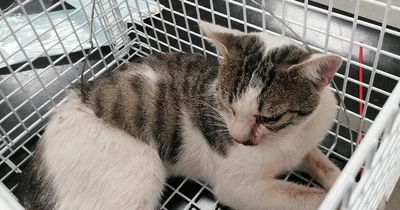 Cat badly injured after being found by public hanging from a fence trapped by snare in Newry