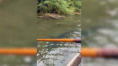 Blue shark spotted swimming in shallow waters in Cornwall