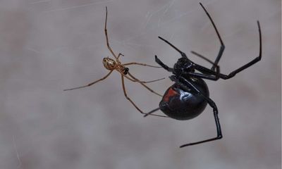 Research: Male spiders counter female cannibalism by maximizing sperm transfer