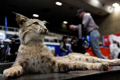 WATCH: Chiefs defenders pranked with stuffed bobcat at training camp