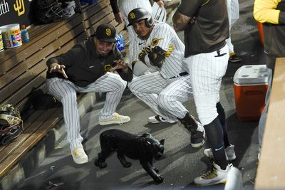The Padres have a new dugout good-luck charm: A black panther nicknamed ‘Feisty Tom’