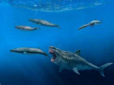 A Shark That Gulped Prey As Big As Killer Whales