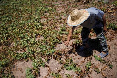 China's farmers struggle to save crops as heatwave, drought drag on