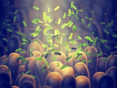 Fugitive gut bacteria can disrupt our immune system. Here's how we can capture them