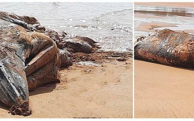 Whale carcass washes ashore at Veli