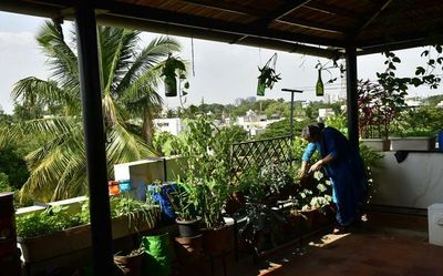 Study finds most urban gardens in Bengaluru are situated outside houses