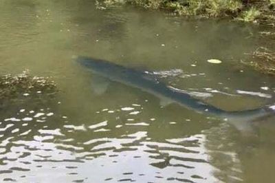 Cornwall: Blue shark spotted in Cornish estuary sparks concerns for welfare