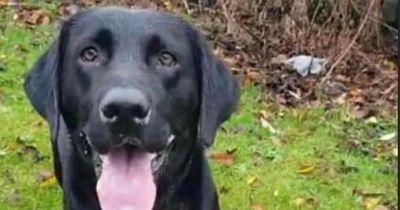 Glasgow police probe city centre dog theft as description of suspect released