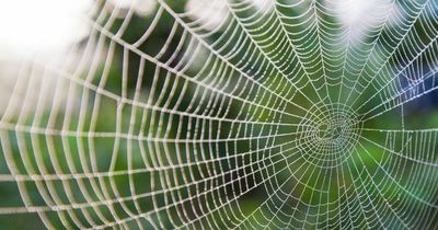 Giant sex-crazed spiders are about to invade your home and they want to have babies