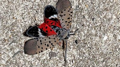 See It? Squish It! Fighting the Invasive Spotted Lanternfly