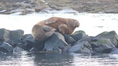 Government Goons Murder Internet-Famous Walrus