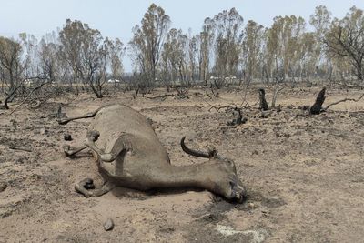 'I lost everything': Algeria reels from deadly wildfires