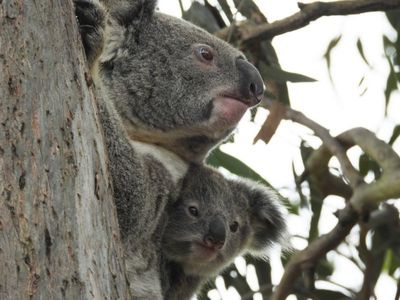 Chlamydia vaccine underway for NSW koalas