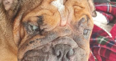 Co Derry Bulldog neglected and left in agony has been rescued just in time