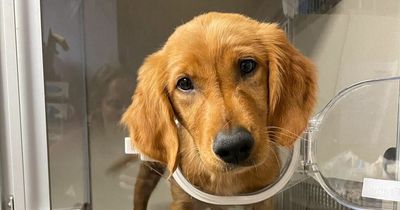 Vet warning on dog collars after pup's near death experience