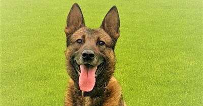 PSNI officers raise £6,000 for police animal charity after sudden death of retired search dog Dino