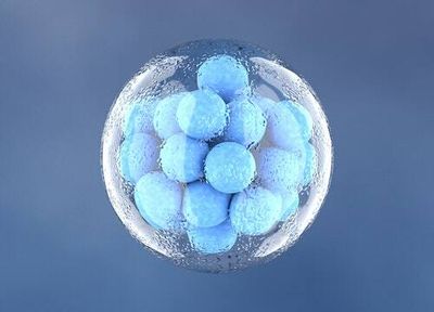 Scientists made synthetic embryos — and created an ethical dilemma