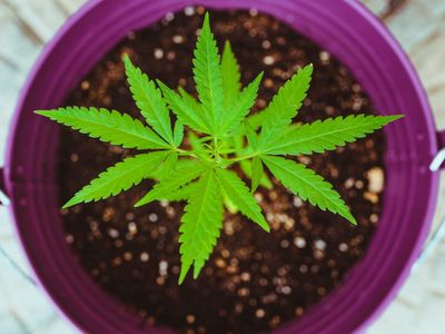 Cannabis Cultivation At Home Is On The Rise, Here's What A New Report Says