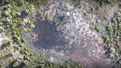 WA's prescribed burns threaten biodiversity amid climate change, scientists warn