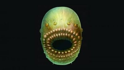 Saccorhytus, a creature with a mouth but no anus, is now believed to be an ecdysoszoan and not our oldest ancestor