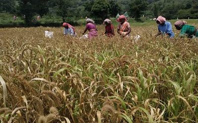 Odisha’s millet revival mission likely to benefit BJD