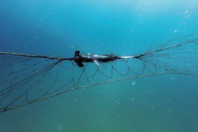 Tangled politics: why shark nets are still being used on NSW beaches
