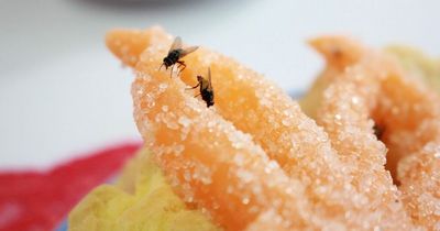 Easy 55p trick to get rid of flies in your home