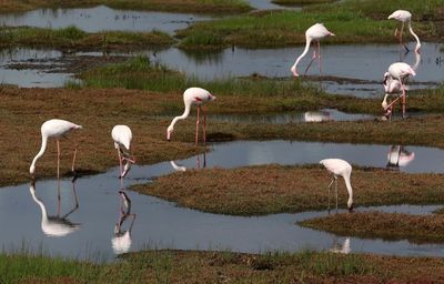 African migratory birds threatened by hot, dry weather