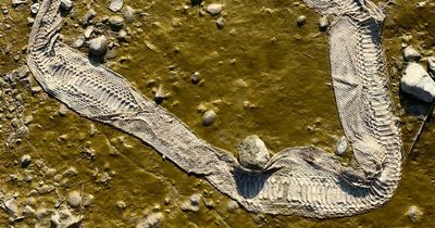 Enormous snake skin found on River Thames bank could be escaped boa constrictor