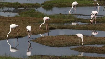 African Migratory Birds Threatened by Hot, Dry Weather