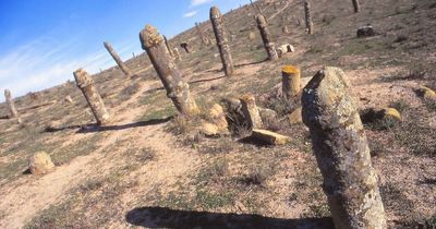 Inside bizarre cemetery filled with genitalia-shaped gravestones which baffled experts