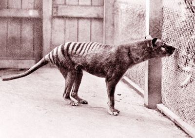 A plan to bring the Tasmanian tiger back from extinction raises questions