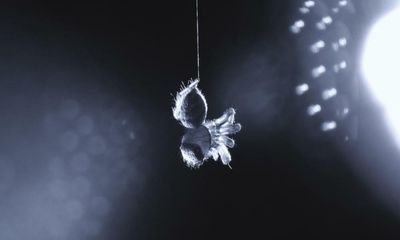 Perchance to dream? Study suggests spiders experience dreams while asleep